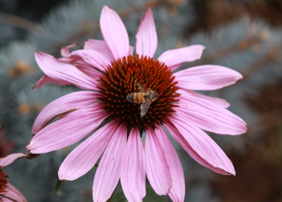 04 flower