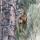 06 deer