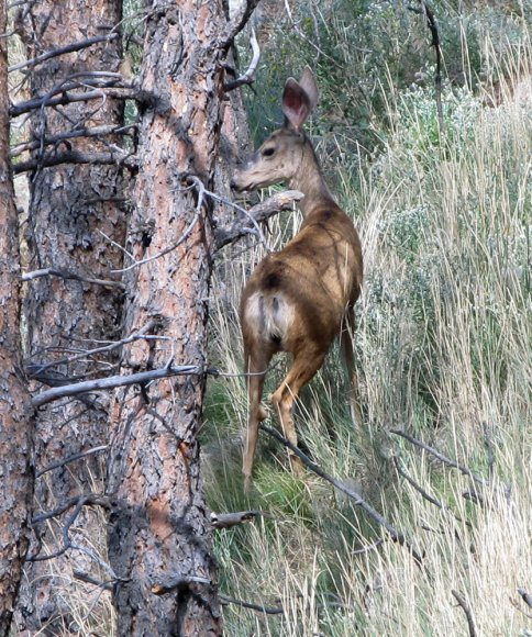 06 deer
