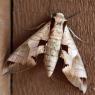 38 moth
