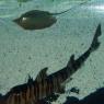 09 fish