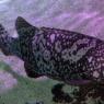 10 fish