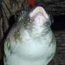 16 fish