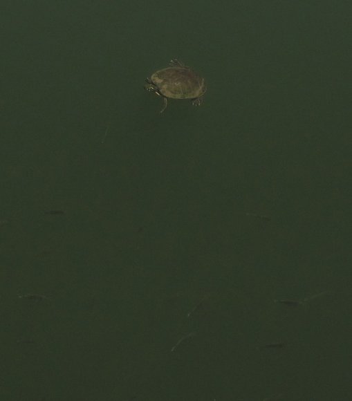 22 turtle