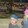 01 benjamin hannah flamingoes