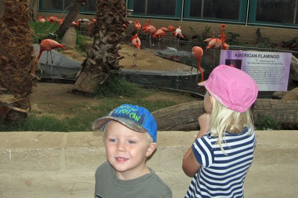 01 benjamin hannah flamingoes