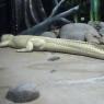 09 white alligator