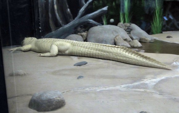 09 white alligator