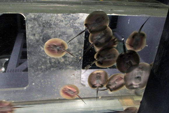 10 rays