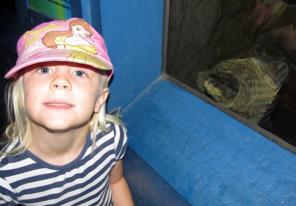 11 hannah turtle