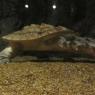 12 dragon turtle