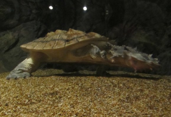12 dragon turtle
