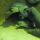 14 turtles
