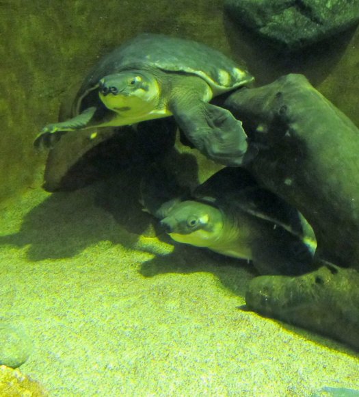 14 turtles
