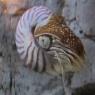 18 nautilus