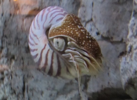 18 nautilus