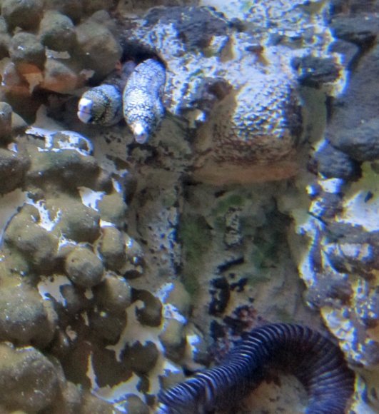 19 eels