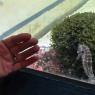 21 sea horse2