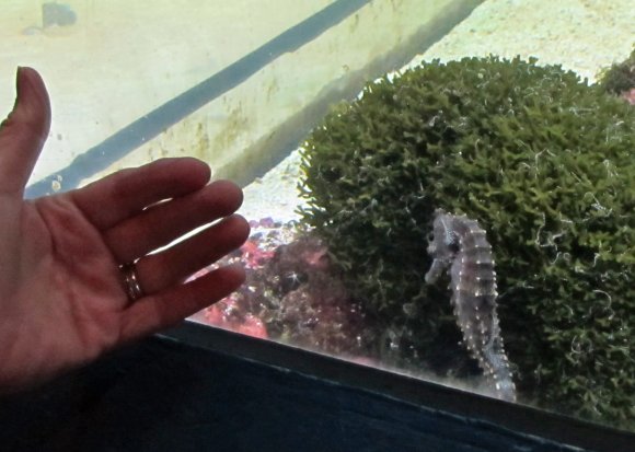 21 sea horse2