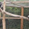 24 monkey
