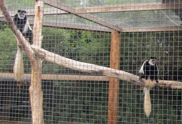 24 monkey