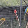 25 macaws