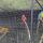 25 macaws