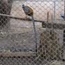 26 pheasant