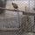 26 pheasant