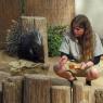 27 porcupine