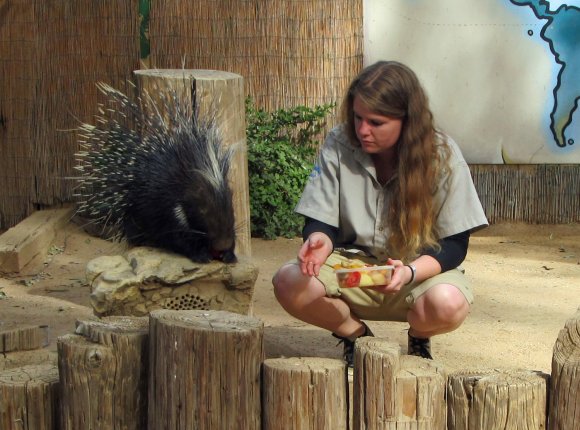 27 porcupine
