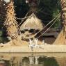 33 ring tail lemur