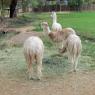 35 llama