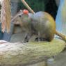 37 rodent