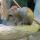 37 rodent