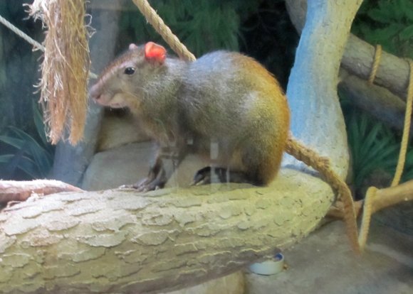 37 rodent