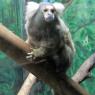 38 monkey