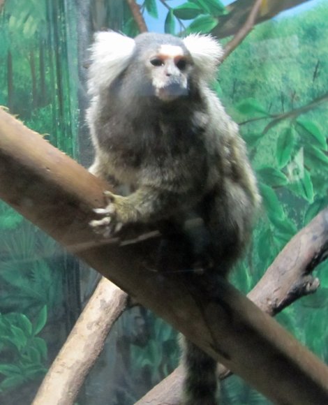 38 monkey