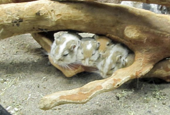 39 rodent