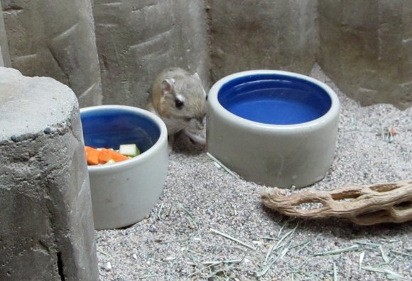 41 kangaroo rat