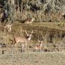 01 deer