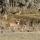 01 deer