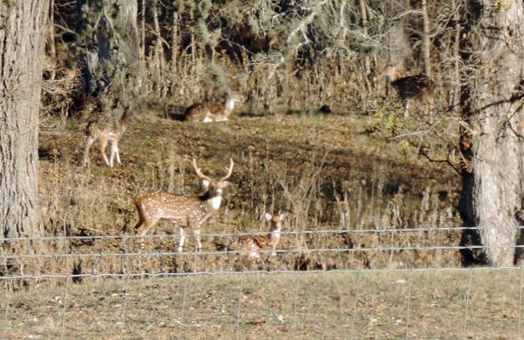 01 deer