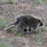 diltz porcupine