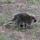diltz porcupine