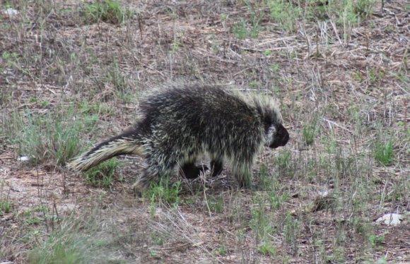 diltz porcupine