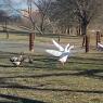 geese