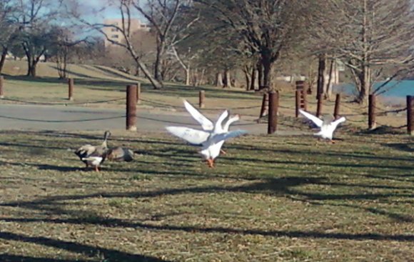 geese