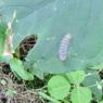 caterpillar