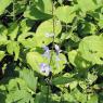 flower purple